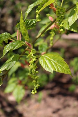 Acer davidii ssp. Grosseri - javor hrubý - květ
